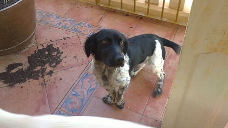 Toby