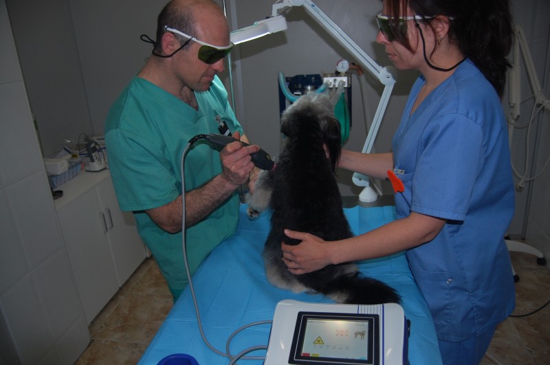 Titi con dolor articular
