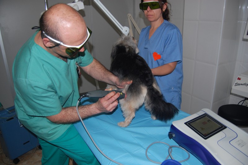 Titi , artrosis en rodilla