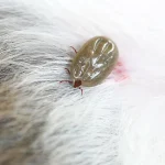 Garrapatas en perros