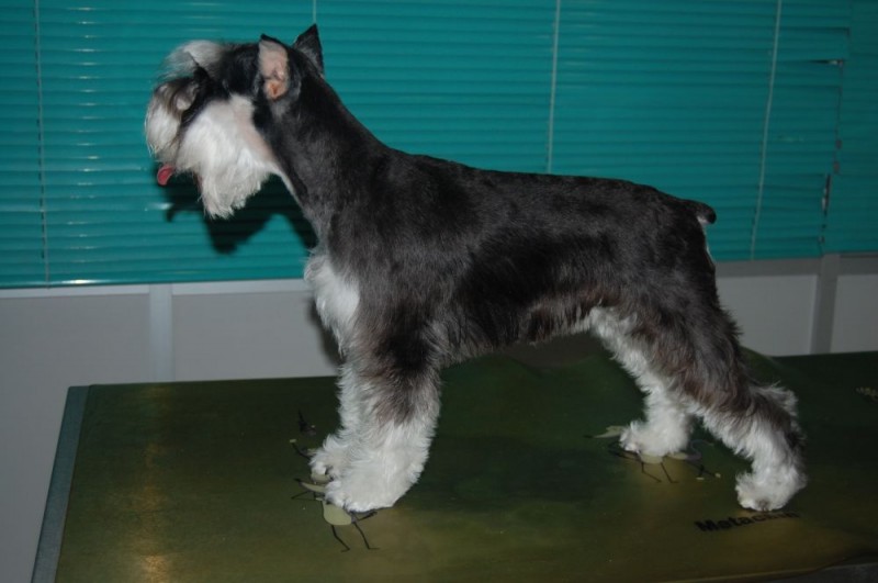 Tosca despues de su corte de pelo