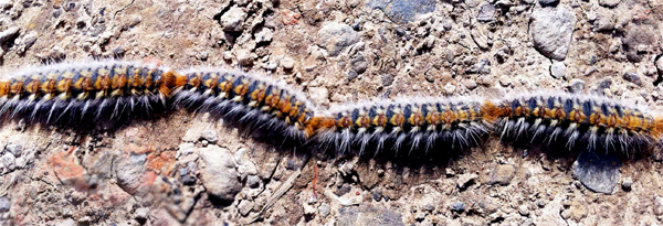 PROCESIONARIA-EN-LA-CALLE