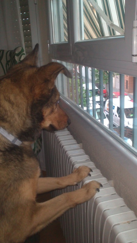 cotilleando por la ventana 