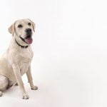 Clínica veterinaria Argos Albacete