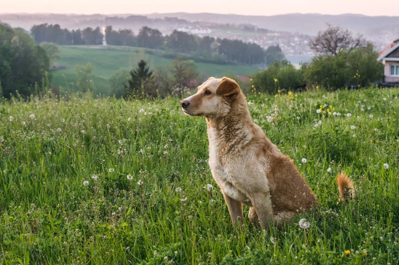 perro infectado por leishmaniosis