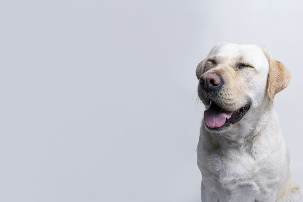 veterinarios Albacete