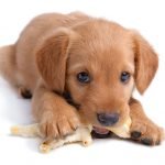 cachorros de perro
