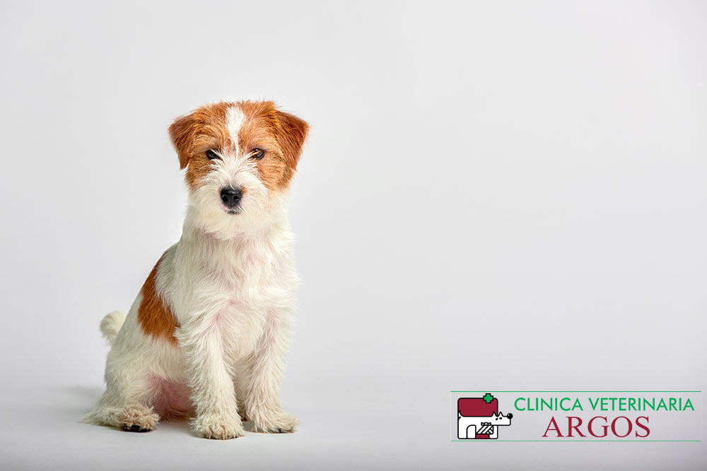 clínica veterinaria Argos