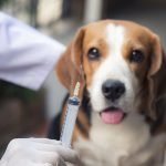 veterinario Albacete