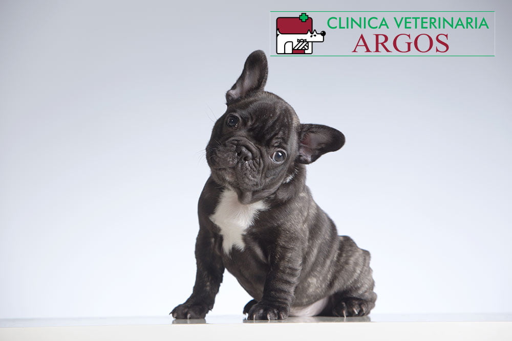 veterinarios Albacete