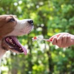 cuidado de mascotas | Veterinario Argos