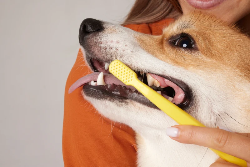 Higiene dental para perros