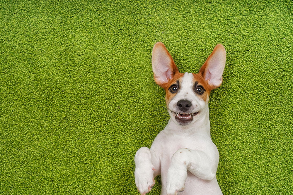 limpieza bucal canina | Veterinario Argos