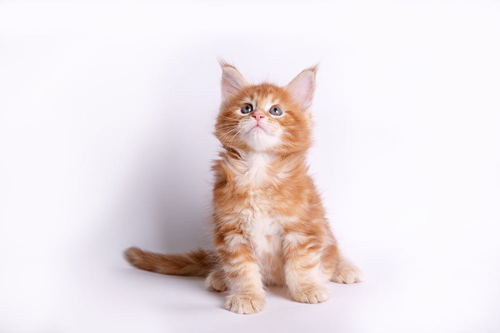 Esterilizar a nuestro gato