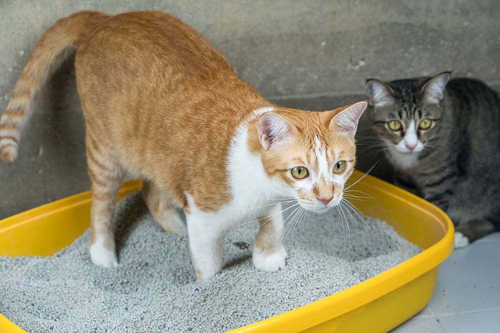 Tipos de arenas para gatos