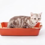 arenero para gatos en Albacete