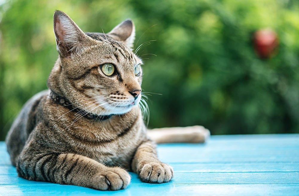 comportamientos de los gatos