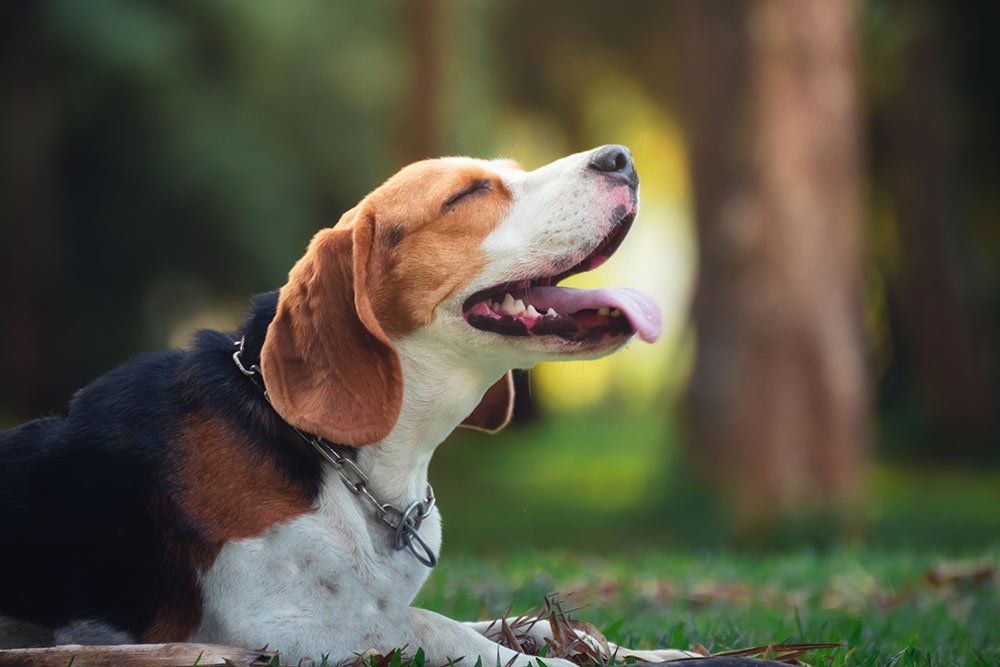 rutina de los perros