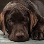 Veterinario para perros en Albacete