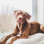 Como afecta el confinamiento a los perros domesticos