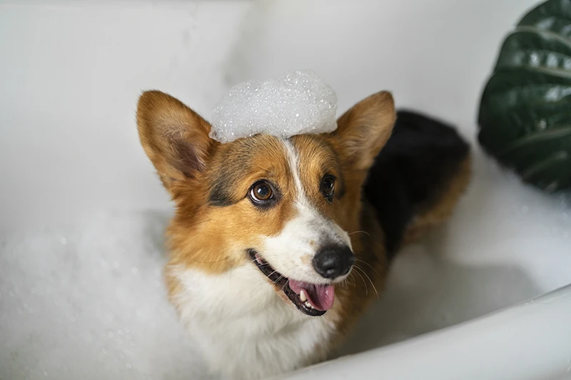 Aprende a bañar a un perro | Clínica Veterinaria
