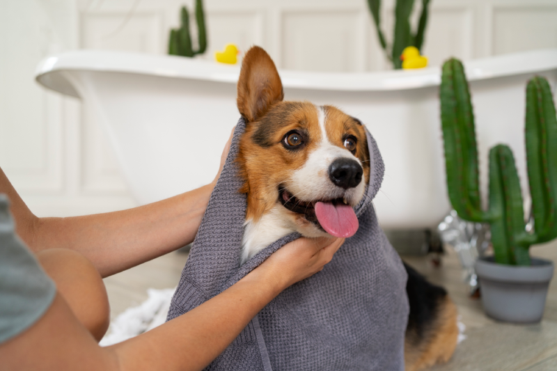Enfermedad oído perro