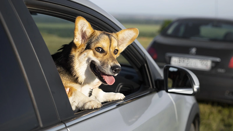 viajes por carretera con un perro