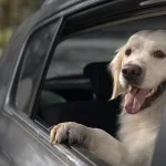 Cómo viajar con un perro en el coche