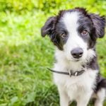 Síntomas de la piometra en perros