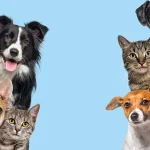 convivencia entre perros y gatos