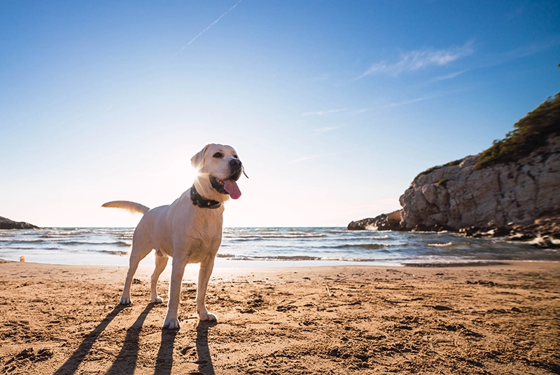Cuidados del perro en la playa | Veterinario Argos