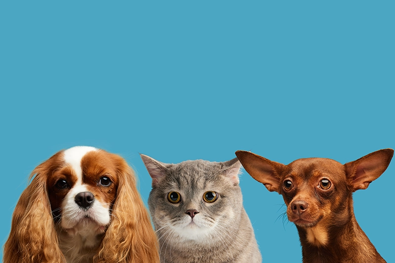 perros y gatos amigos