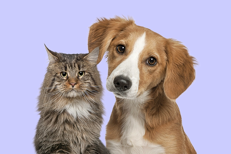 relaciones entre perros y gatos
