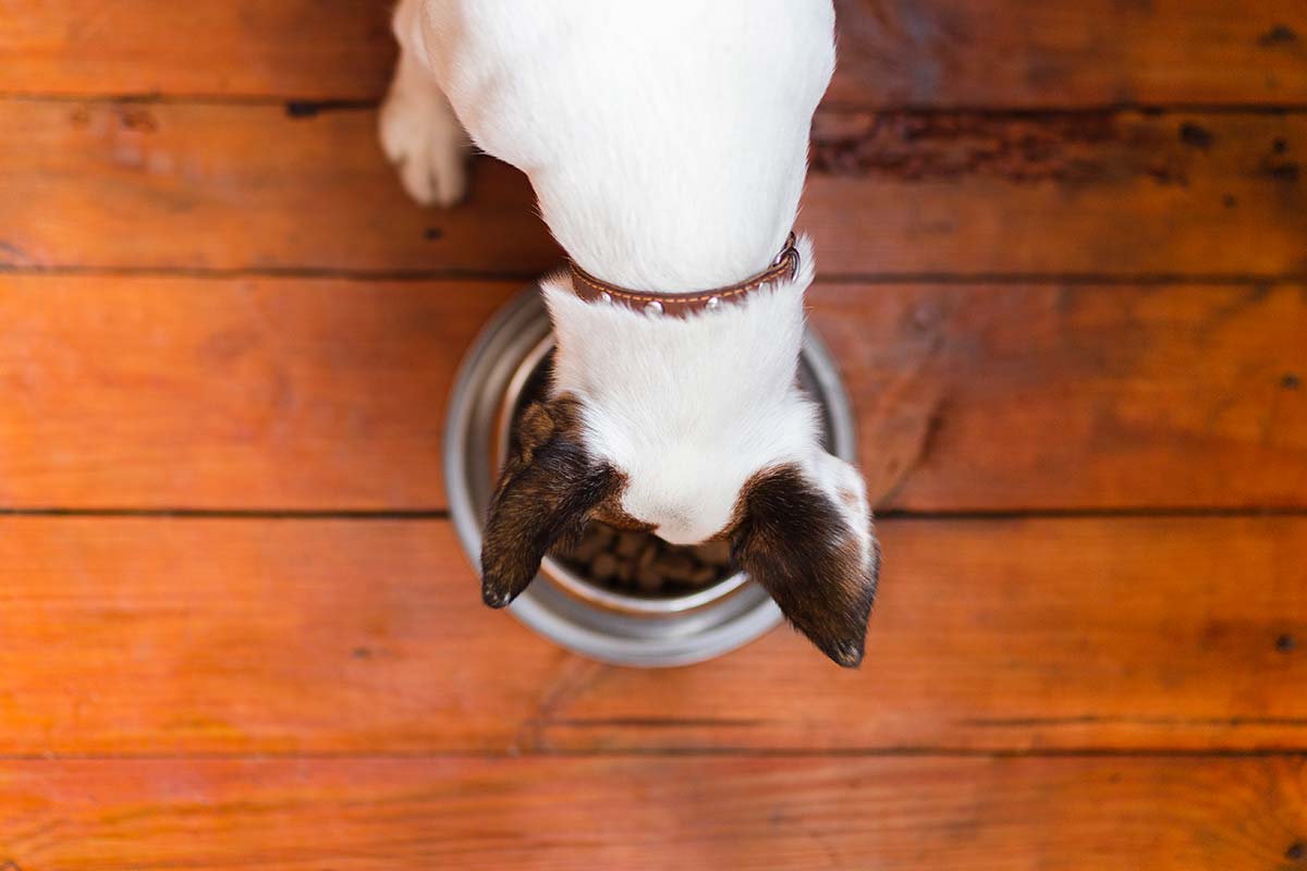 Alimentos para perros