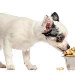 Comida para perros