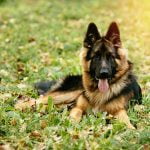 displasia en perros | Veterinario Argos