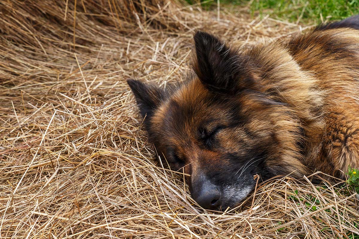 Displasia perros en Albacete