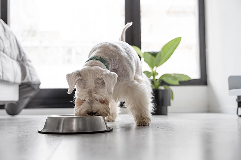 hábitos de alimentación saludable para perros