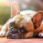 diabetes en perros de Albacete | Veterinario Argo