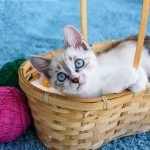 Caída de pelo en gatos