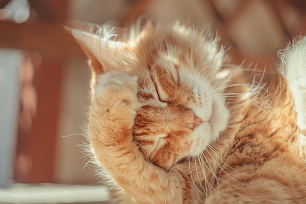 mi gato pierde mucho pelo