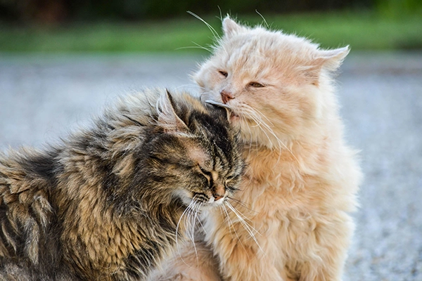 mi gato pierde pelo