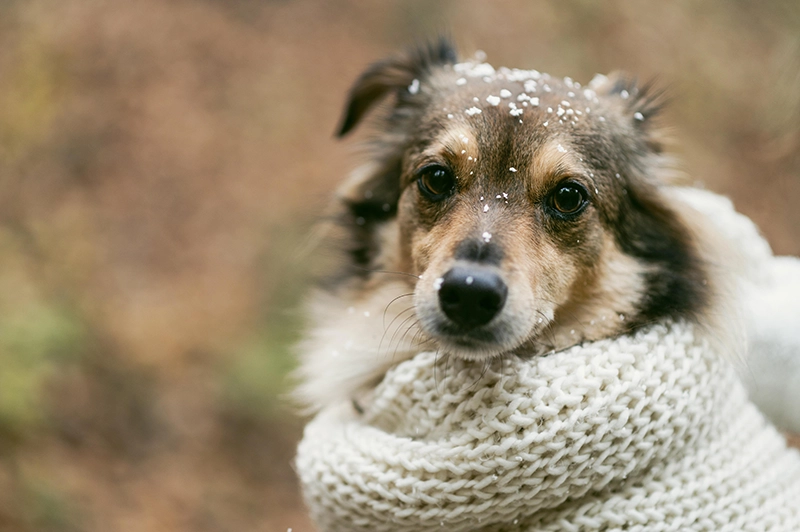 Un perro tiene frío en invierno