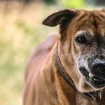 enfermedad rabia perros