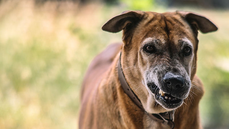 Disfraces Sentimental chasquido Cómo afecta la enfermedad de la rabia a los perros? | Clínica Argos