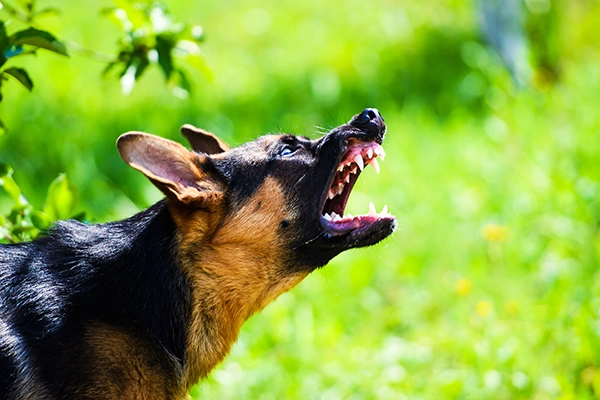 Enfermedad rabia de los perros | Argos