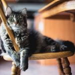 Enfermedades de gatos