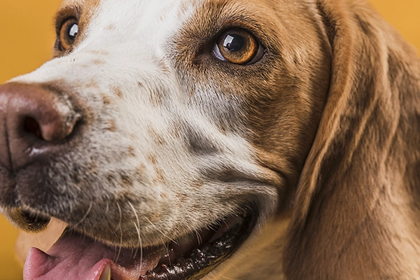 problemas visuales en los perros