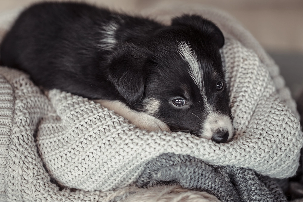 características de la criptorquidia en los perros