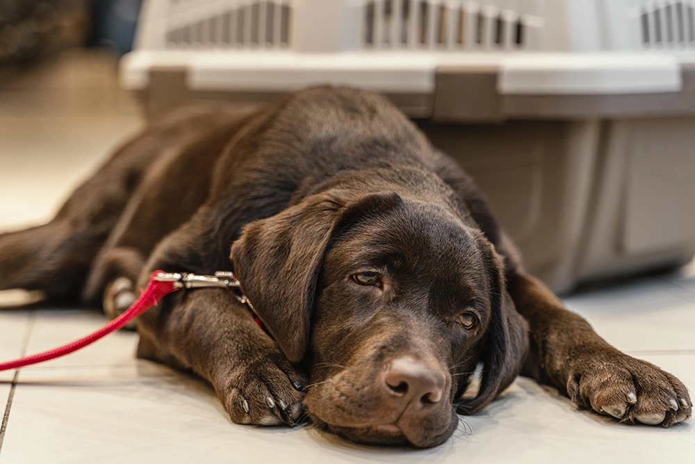 peligro de la criptorquidia para los perros